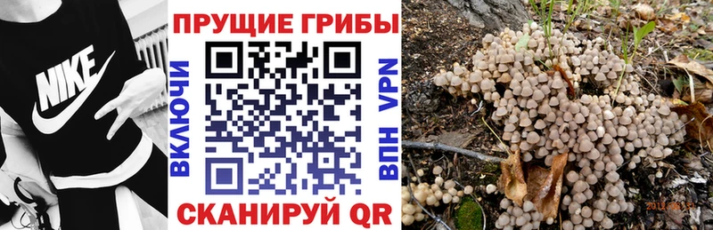МЕГА как зайти  Коломна  Псилоцибиновые грибы Psilocybe 